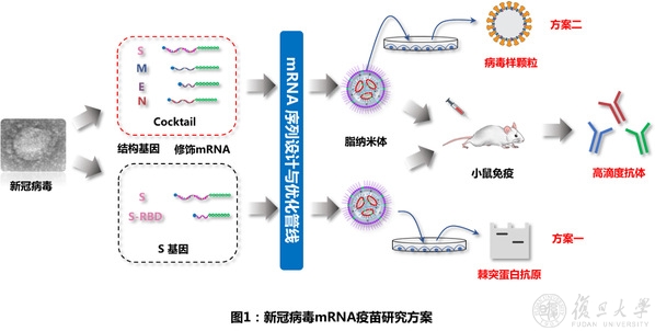 复旦大学和上海交通大学团队使用mrna首次实现新型冠状病毒（sars Cov 2）病毒样颗粒的表达 6535