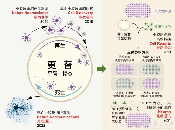 脑科学转化研究院彭勃团队揭示小胶质细胞碎片的清除机制
