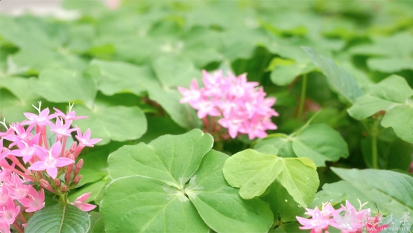 Xbox新服從開啟內部測試：可將鍵盤按鍵綁定到足柄