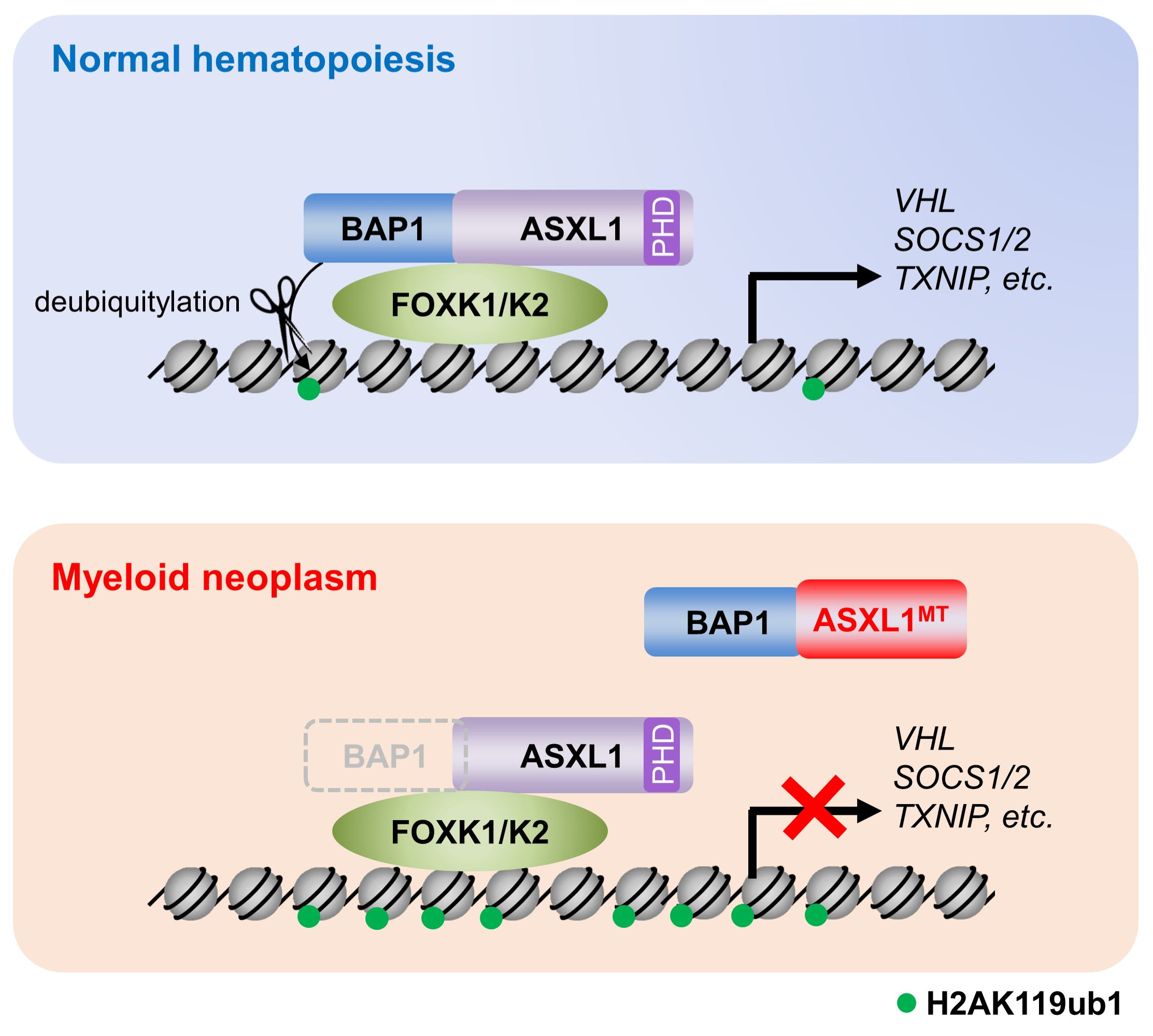 生物医学研究院分子细胞生物学团队揭示asxl1突变促进
