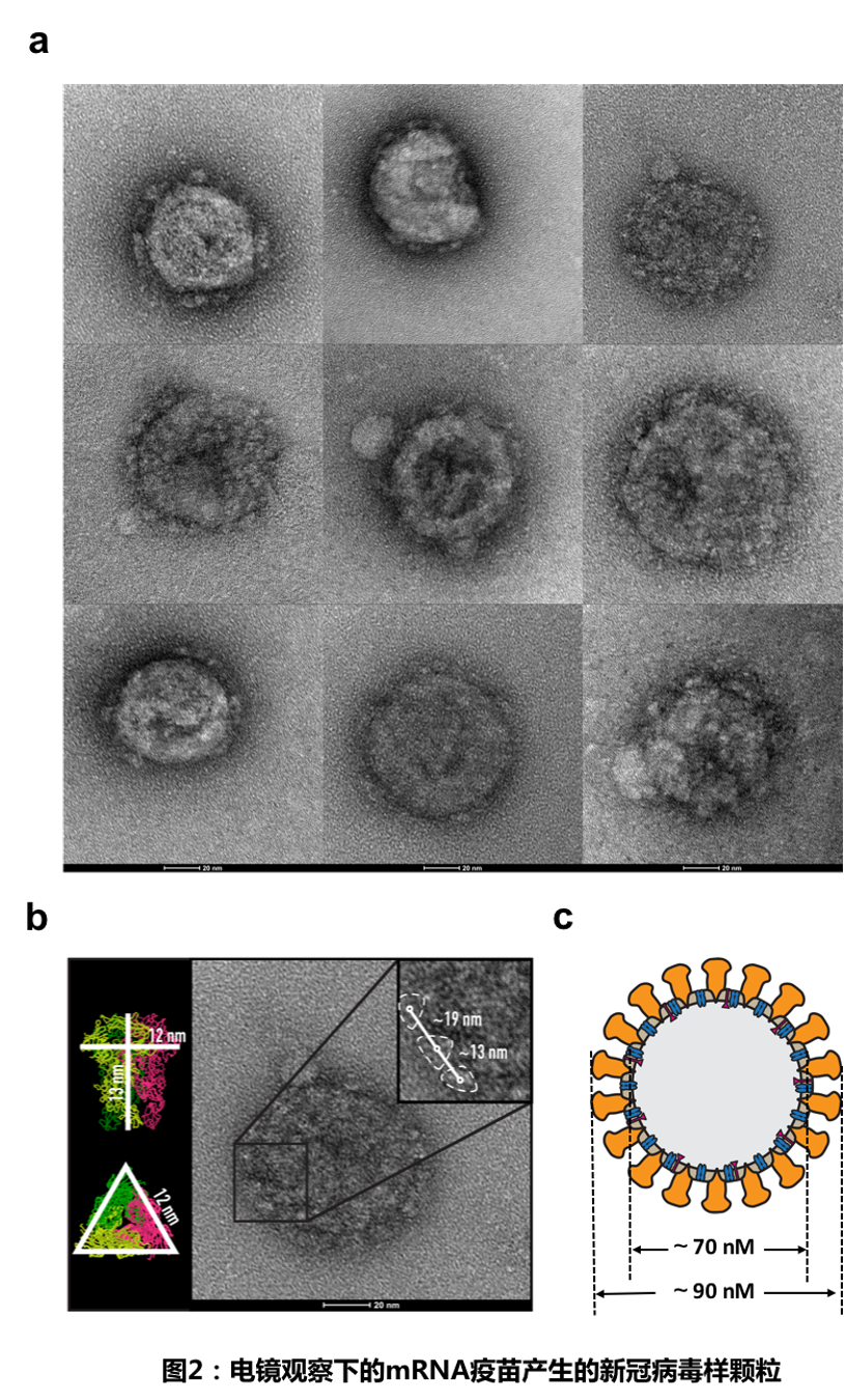 复旦大学和上海交通大学团队使用mrna首次实现新型冠状病毒（sars Cov 2）病毒样颗粒的表达 7208