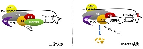 基础医学院党永军课题组揭示真核蛋白翻译起始调控的新机制