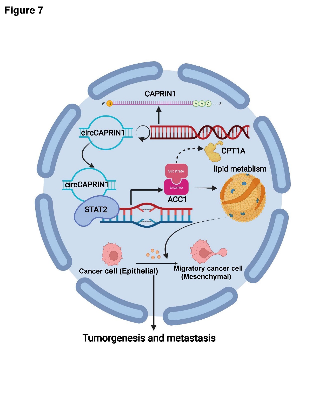 附属肿瘤医院李心翔教授团队揭示环状RNA circCAPRIN1调控结直肠癌脂代谢和肿瘤进展的分子机制