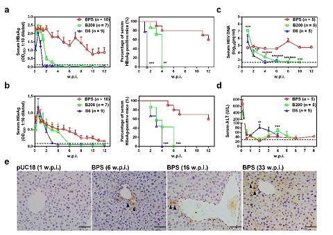 教育部/卫计委医学分子病毒学重点实验室学者揭示IL