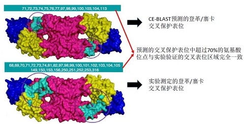生物医学研究院徐建青教授课题组 合作研发新病原体抗原性计算平台